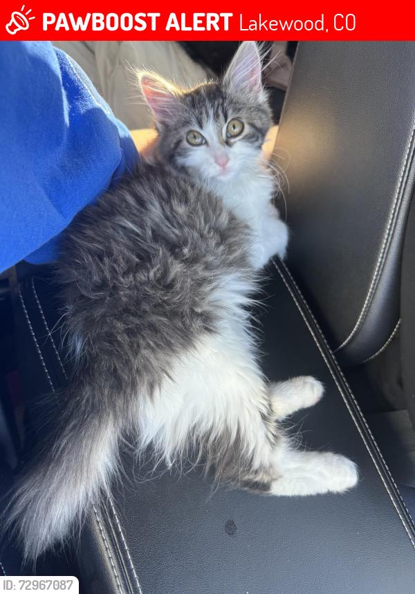 Lost Female Cat last seen Union and Alameda, Lakewood, CO 80228