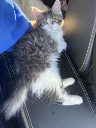 Lost Female Cat last seen Union and Alameda, Lakewood, CO 80228
