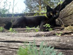Lost Female Cat last seen Lonestar Road, Kingsport, TN 37660