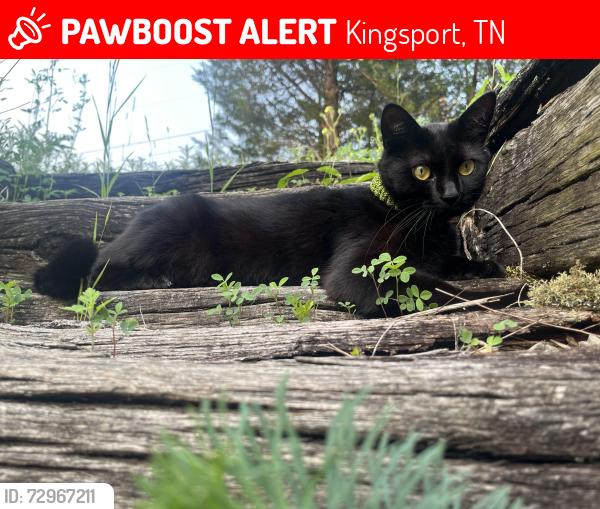 Lost Female Cat last seen Lonestar Road, Kingsport, TN 37660