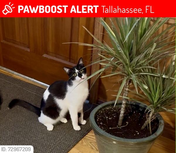 Lost Male Cat last seen Waverly Hills , Tallahassee, FL 32312