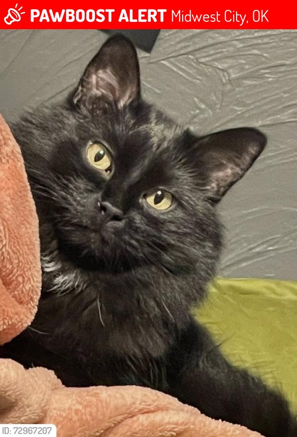 Lost Male Cat last seen SE 15th near E Lockheed Dr, Oklahoma City, OK 73110