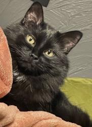 Lost Male Cat last seen SE 15th near E Lockheed Dr, Oklahoma City, OK 73110
