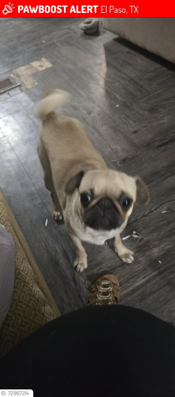 Lost Female Dog last seen Near achim dr, El Paso, TX 79928