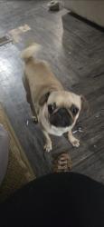 Lost Female Dog last seen Near achim dr, El Paso, TX 79928