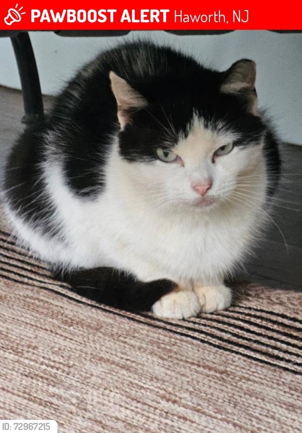 Lost Female Cat last seen Ivy Ave, St. Nicholas, Haworth, NJ 07641