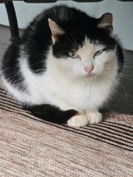 Lost Female Cat last seen Ivy Ave, St. Nicholas, Haworth, NJ 07641
