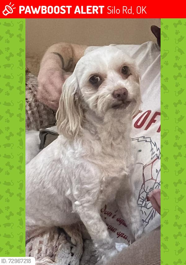 Lost Female Dog last seen Silo Road, Durant OK, Silo Rd, OK 74701