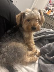 Lost Male Dog last seen Macon rd , Memphis, TN 38122