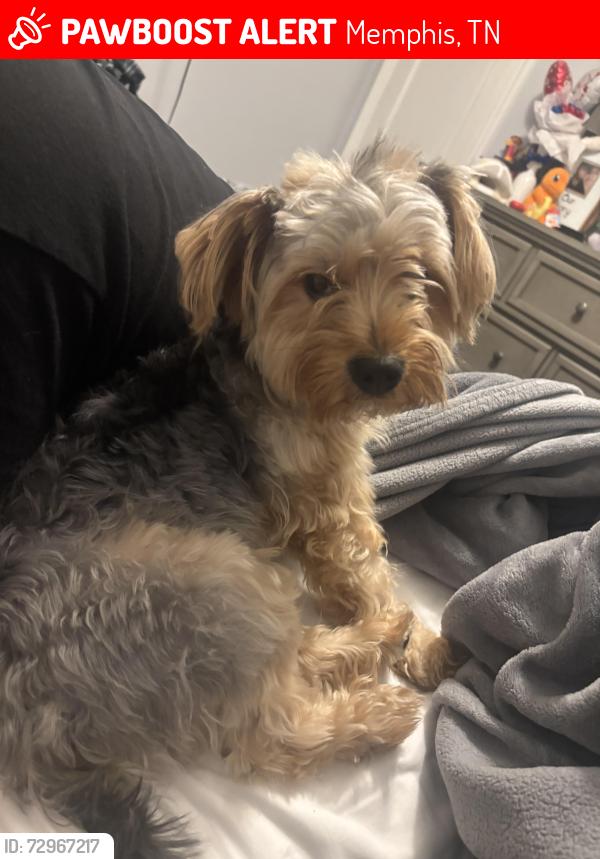 Lost Male Dog last seen Macon rd , Memphis, TN 38122