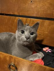 Lost Male Cat last seen S Fort Scott Drive , Arlington, VA 22202
