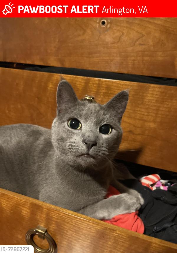 Lost Male Cat last seen S Fort Scott Drive , Arlington, VA 22202