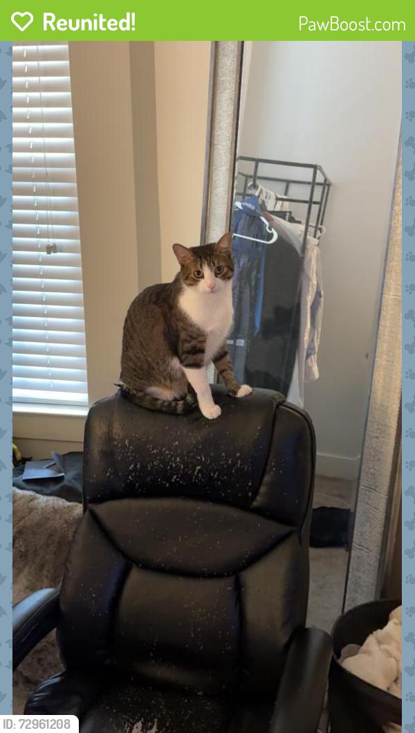 Reunited Male Cat last seen Daniel Island Village apmts, Charleston, SC 29492