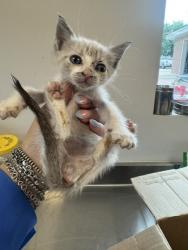 Shelter Stray Male Cat last seen Scyene & Hamden Ln, 75149, TX, Mesquite, TX 75149