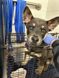 Shelter Stray Male Dog last seen Knox County, TN , Knoxville, TN 37919