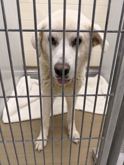 Shelter Stray Male Dog last seen Knoxville, TN , Knoxville, TN 37919