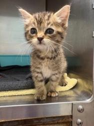 Shelter Stray Female Cat last seen Near BLK Raylene DR, District 2 - West Cleburne, TX, 2375 Service Dr, Cleburne, TX 76033, USA