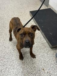 Shelter Stray Female Dog last seen Gaston County, NC , Gastonia, NC 28052