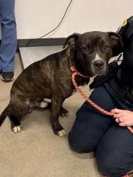Shelter Stray Male Dog last seen Cleveland, OH 44104, Cleveland, OH 44102