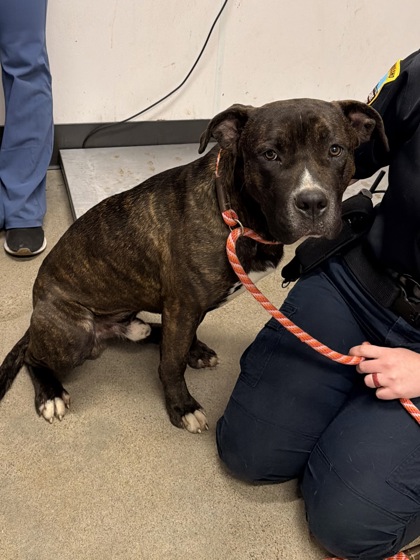 Shelter Stray Male Dog last seen Cleveland, OH 44104, Cleveland, OH 44102