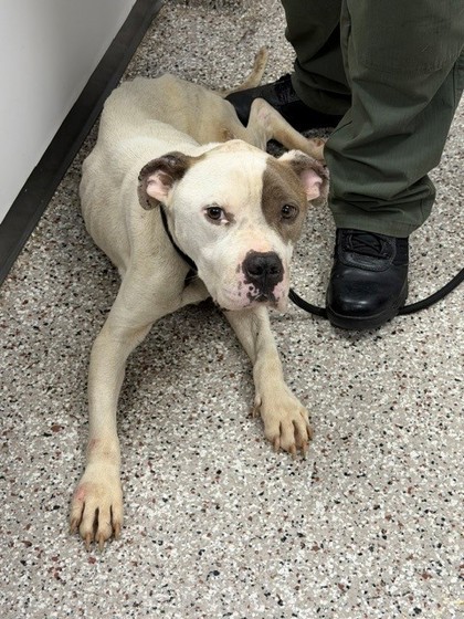 Shelter Stray Male Dog last seen Gaston County, NC , Gastonia, NC 28052