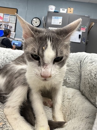 Shelter Stray Female Cat last seen Cherryville, NC 28021, Gastonia, NC 28052