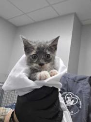 Shelter Stray Female Cat last seen Kodak, TN 37764, Sevierville, TN 37862