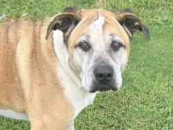 Shelter Stray Female Dog last seen Round Rock, TX 78664, Georgetown, TX 78626