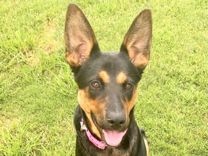 Shelter Stray Female Dog last seen Round Rock, TX 78665, Georgetown, TX 78626