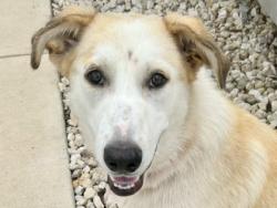 Shelter Stray Female Dog last seen Near BLK FM 619, City of Elgin, Williamson County, TX, Georgetown, TX 78626