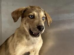 Shelter Stray Male Dog last seen Round Rock, TX 78665, Georgetown, TX 78626