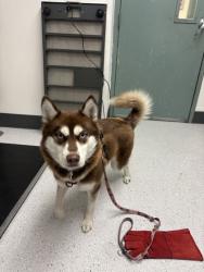 Shelter Stray Female Dog last seen Oakland, CA 94621, Oakland, CA 94601