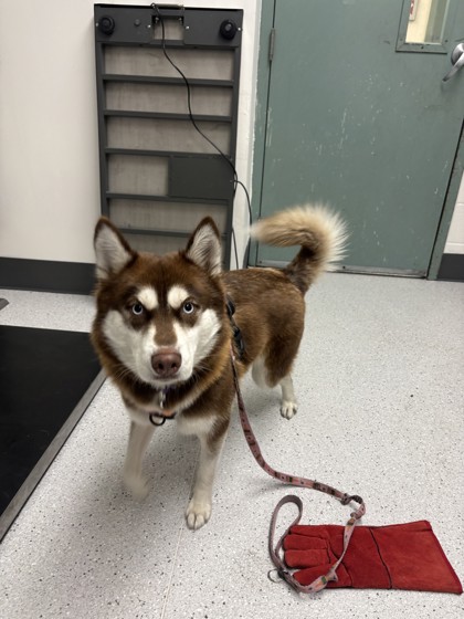 Shelter Stray Female Dog last seen Oakland, CA 94621, Oakland, CA 94601