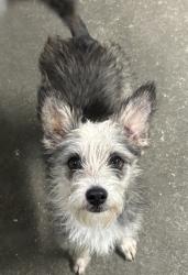Shelter Stray Female Dog last seen San Antonio, TX , San Antonio, TX 78229