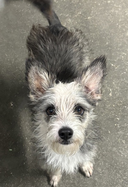 Shelter Stray Female Dog last seen San Antonio, TX , San Antonio, TX 78229