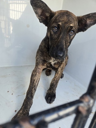 Shelter Stray Male Dog last seen Union City, GA 30291, Atlanta, GA 30336