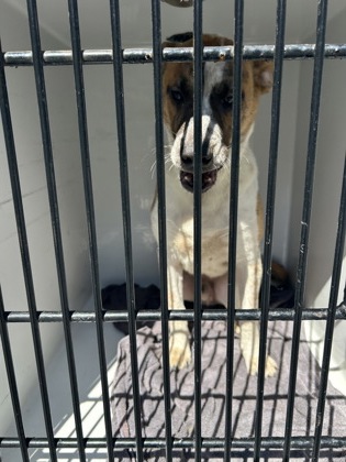 Shelter Stray Male Dog last seen East Point, GA 30344, Atlanta, GA 30336