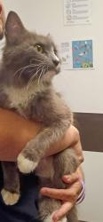 Shelter Stray Female Cat last seen Fairburn, GA 30213, Atlanta, GA 30336