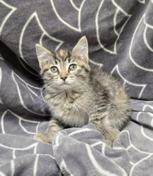 Shelter Stray Female Cat last seen Kennedale, TX 76060, Fort Worth, TX 76140