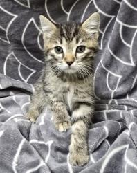 Shelter Stray Female Cat last seen Kennedale, TX 76060, Fort Worth, TX 76140
