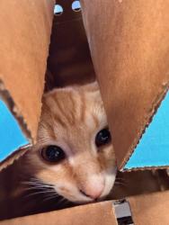 Shelter Stray Unknown Cat last seen Atlanta, GA 30349, Atlanta, GA 30336