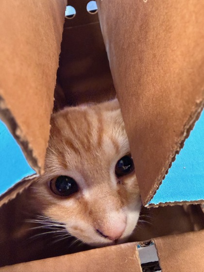 Shelter Stray Unknown Cat last seen Atlanta, GA 30349, Atlanta, GA 30336