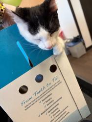 Shelter Stray Unknown Cat last seen Atlanta, GA 30349, Atlanta, GA 30336