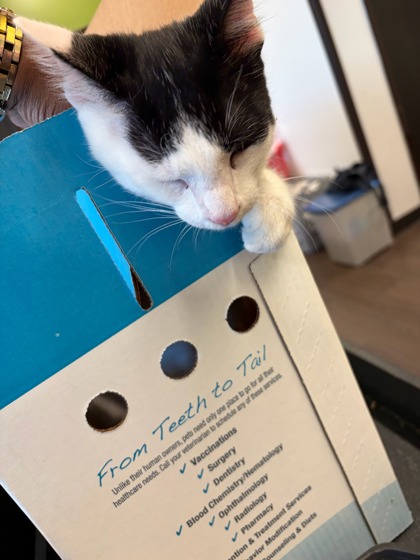 Shelter Stray Unknown Cat last seen Atlanta, GA 30349, Atlanta, GA 30336