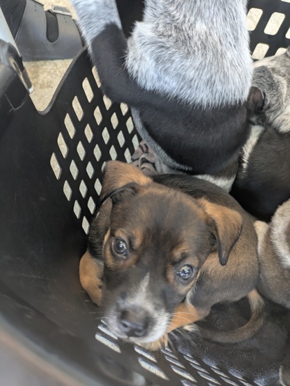 Shelter Stray Female Dog last seen , TX , Fort Worth, TX 76119