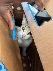 Shelter Stray Unknown Cat last seen Atlanta, GA 30349, Atlanta, GA 30336