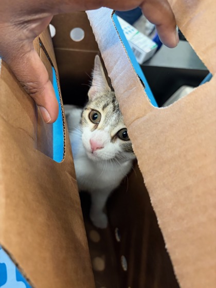 Shelter Stray Unknown Cat last seen Atlanta, GA 30349, Atlanta, GA 30336