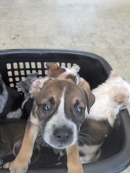 Shelter Stray Female Dog last seen , TX , Fort Worth, TX 76119