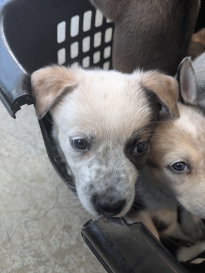 Shelter Stray Female Dog last seen , TX , Fort Worth, TX 76119