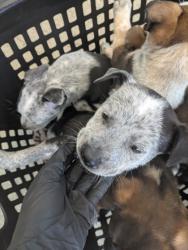 Shelter Stray Female Dog last seen , TX , Fort Worth, TX 76119